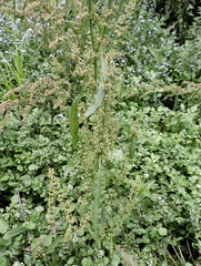 Rumex aquaticus