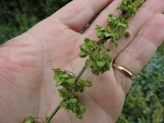 Rumex aquaticus