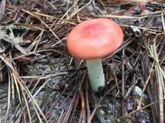 Russula