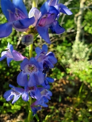 Penstemon subglaber