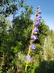 Penstemon subglaber
