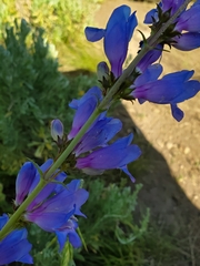 Penstemon subglaber