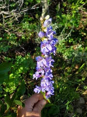 Penstemon subglaber