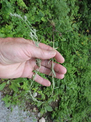 Pseudognaphalium thermale