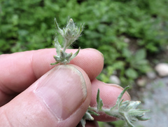 Pseudognaphalium thermale