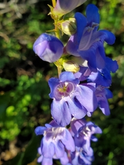 Penstemon subglaber