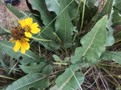 Balsamorhiza