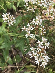 Sericocarpus asteroides