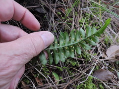 Polypodium hesperium
