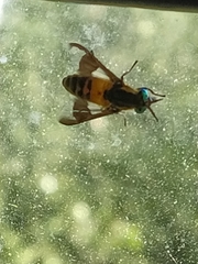 Chrysops viduatus