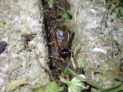 Svercacheta siamensis