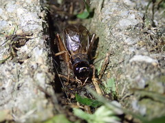 Svercacheta siamensis