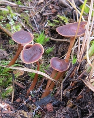 Gymnopus fuscopurpureus