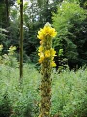 Verbascum thapsus