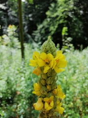 Verbascum thapsus