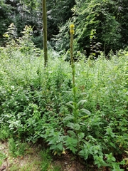 Verbascum thapsus