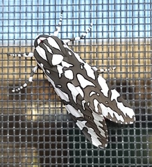 Arachnis dilecta