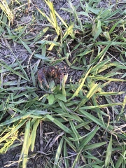 Procambarus steigmani