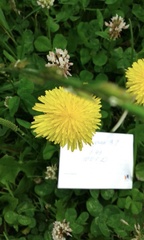 Taraxacum officinale