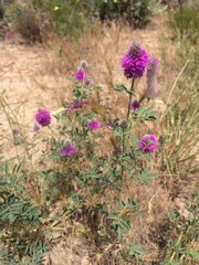 Dalea ornata