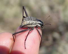 Stenocara gracilipes