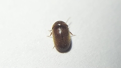 Lasioderma