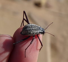 Stenocara gracilipes