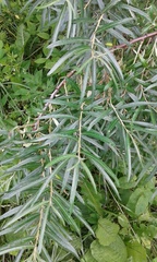 Hippophae rhamnoides