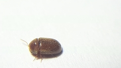 Lasioderma