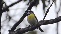 Falcunculus leucogaster