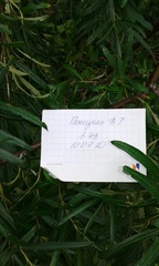 Hippophae rhamnoides