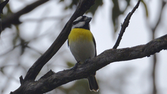 Falcunculus leucogaster