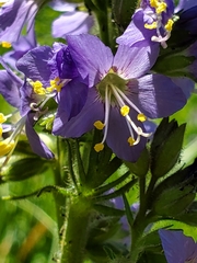 Polemonium occidentale occidentale