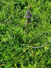 Polemonium occidentale occidentale