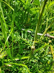 Polemonium occidentale occidentale