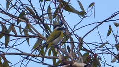 Falcunculus leucogaster