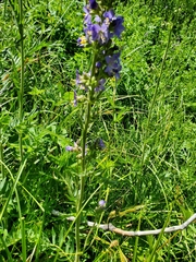 Polemonium occidentale occidentale