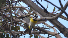 Falcunculus leucogaster