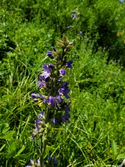 Polemonium occidentale occidentale