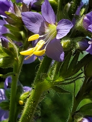 Polemonium occidentale occidentale