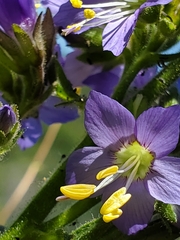 Polemonium occidentale occidentale