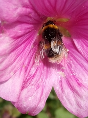 Bombus