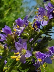 Polemonium occidentale occidentale
