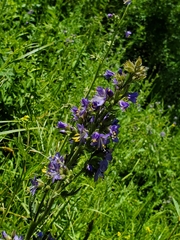 Polemonium occidentale occidentale