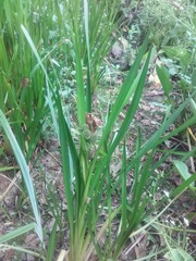 Sparganium erectum
