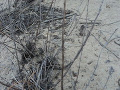 Phrynocephalus helioscopus