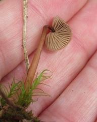 Gymnopus fuscopurpureus