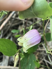 Clematis morefieldii