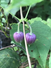 Clematis morefieldii