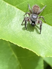 Phidippus clarus